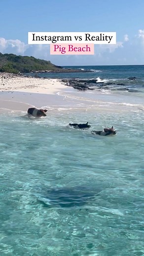 Shay | Bucket List Adventure Travel | What to REALLY expect if you go swimming with the pigs  Exuma, Bahamas has become famous for its swimming pigs. Yes they’re adorable,... | Instagram