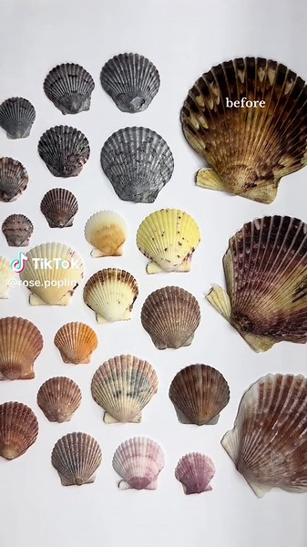Polishing Beautiful Seashells: Before and After Transformation