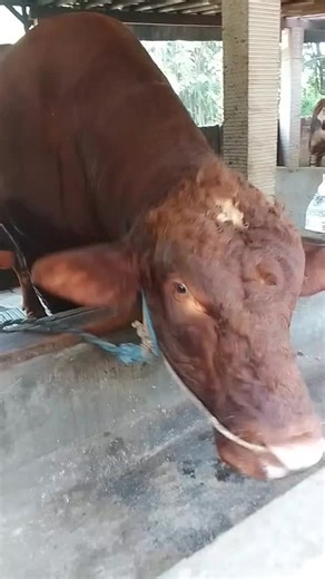 titik d (@titikdaryanti01)’s videos with suara asli - titik d