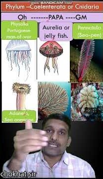 Examples of coelenterata