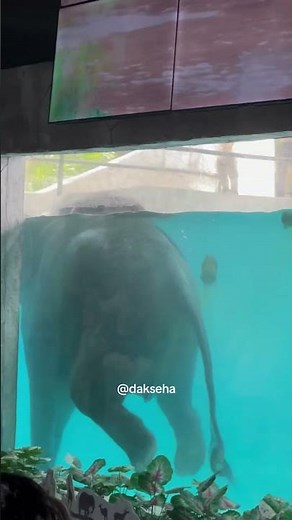 Elephant pooping in pool at safari wonderland Melaka