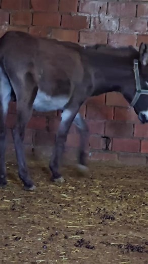 Animal Meeting (@animal.meeting7)’s videos with original sound - Animal Meeting