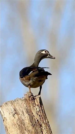Wood Duck #birds #birdcalling #wildlife #talkingnature #birdsong #nature #birdsound #nest