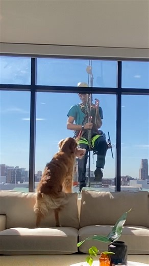 He offers everyone his toys through the window 😭❤️ We spoke to Rebekah, who told us he stalks his neighbors all the time, hoping they'll come to play with him! Keep up with Tofu on Instagram: https://thedo.do/tofuthegoldenboy | The Dodo
