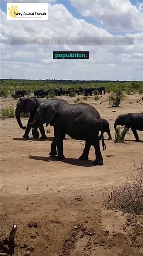 Why Elephants are Endangered and what's being done to save them