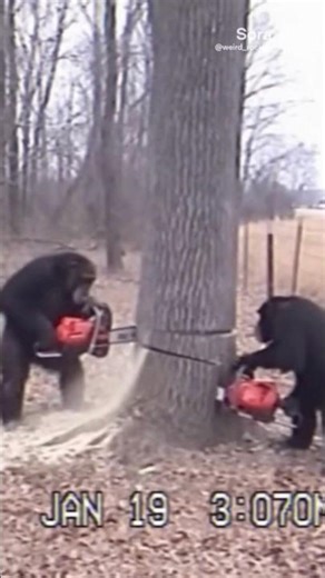 Trail Cam Catches Chimps Using Chainsaws to Cut Down a Tree