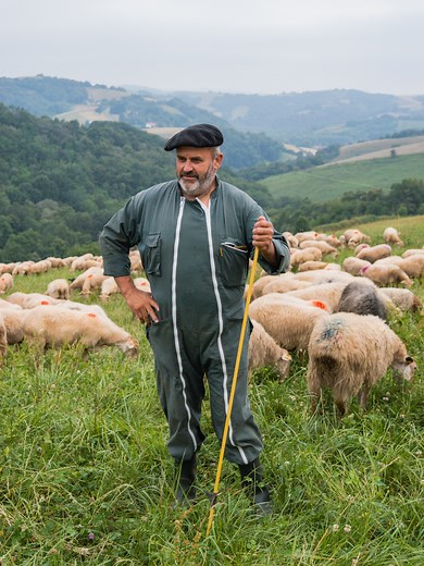 📌 Le pâturage tournant, une pratique originale 🌿 Sur les hauteurs d’Orègue, à La ferme Urrutiborda, Jean-Pierre Curutchet et sa fille Léa ont adopté depuis deux ans le pâturage tournant pour leurs 300 brebis Manech tête rousse. Une méthode encore peu répandue, mais aux nombreux atouts. ✨ En alternant les parcelles, les brebis profitent d’une herbe toujours riche et abondante, les prairies se régénèrent naturellement et le lait gagne en qualité. Léa le transforme ensuite en délicieuses tommes d