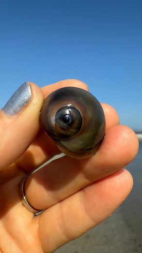Follow the trail, find the predator 🐚 This is a shark eye snail, aka a moon snail. It’s one of my favorite shells to find, I think they’re so pretty! It drills through other shells using acid and a toothed tongue which is wild. Nature’s tiny beachside assassin. Did you know this?! | Lawren Bagley