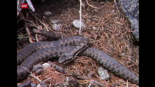Giftige Einheimische. Schlangen im Engadin
