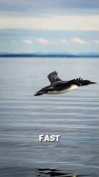 Maine’s Common Loon: The Voice of Wild Lakes