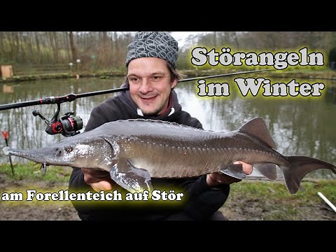 Störangeln im Winter! Angeln auf Stör am Forellenteich!