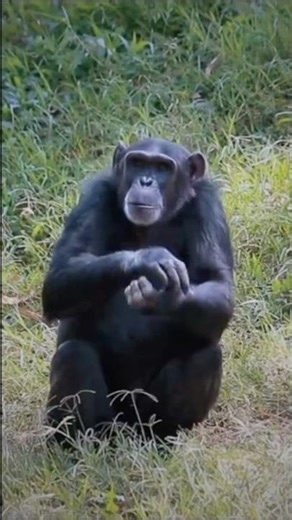 Chimpanzees Use Tools to Catch Ants #youtubeshorts #trendingshorts #shortvideo