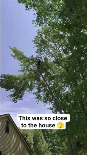 Tight-Space Limb Removal with Rigging | Ohio Arborist at Work