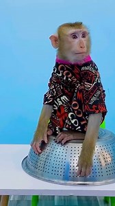 Monkey Kaka is so smart, listens and protects her father's food #Kakavideo | Kaka Video