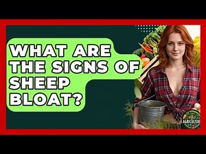 What Are The Signs Of Sheep Bloat? - The World of Agriculture
