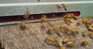 timelapse, fast filming.beekeeping.honey bees close-up next to the entrance to the bee hive. European honey bee. slow motion video. apiary.