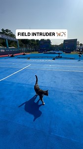 🐈 Unexpected competitor in Antalya 🏹 #ArcheryWorldCup | World Archery