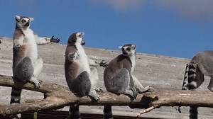 87K views · 424 reactions | These Sunbathing Lemurs are life! | Newsflare | Facebook
