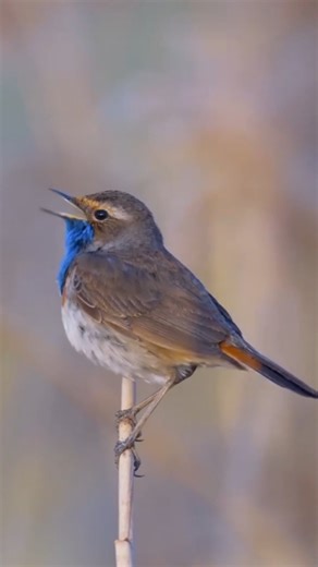 Real Bird Sounds 4K💓 | Birds Singing, Chirping & Morning Nature Sounds for Relaxation, sleep, study