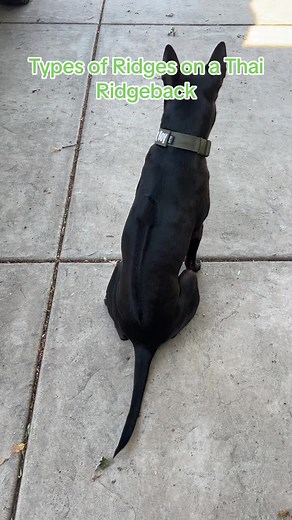 Exploring Ridge Patterns on Thai Ridgebacks