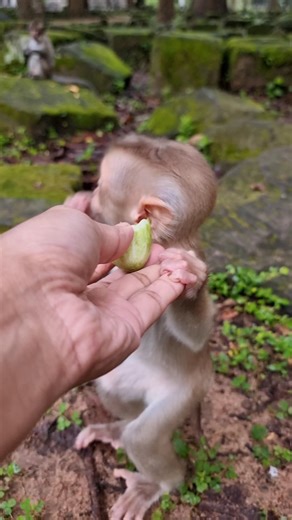 Little cute baby monkey Jacee eating Cucumber | Monkey Care