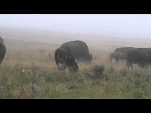 The Bison Mating Season in Yellowstone
