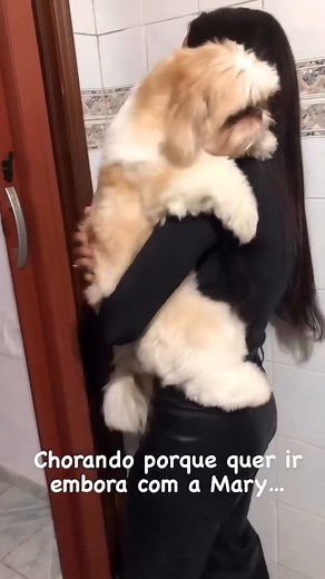 You shouldn't cry | My shih tzu