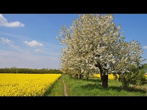 Relaxing Spring Music - Sounds of birds singing