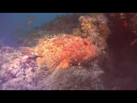 4K Marine Life Ambience | Relaxing Ocean Loop for Sleep, Study & Meditation ( 4 Hours )