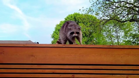 Raccoons: Close-up footage of nature's masked mischief makers - Worldwide