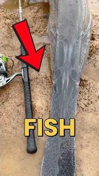 Is This The Best Way To Catch A Spoonbill Paddle Fish? #fishing #paddlefish