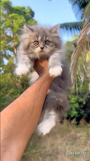 White and Grey Doll face kittens | Persian cats for sale | cats for sale | Persian cats for life