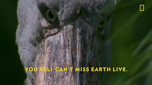 592K views · 1.4K reactions | Some of these Earth Live puns are just fowl... Don't miss Earth Live, Sunday 8/7c on National Geographic. | National Geographic TV | Facebook