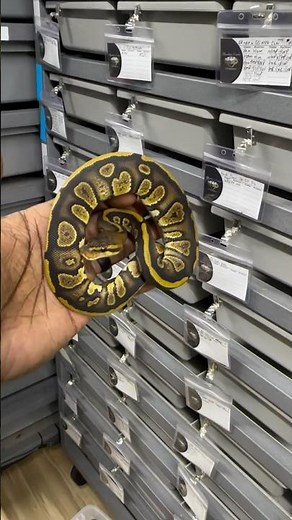 🔥 Stranger 66% Het Puzzle Snake Reveal | Rare Ball Python Morph #shorts