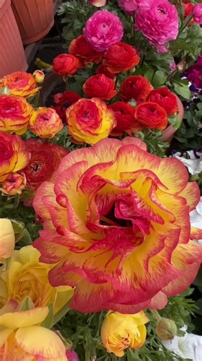 Mix colour Ranunculus flower..#tiktoknepal #foryou #flowerlovers #myownvoice