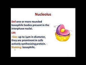 10 chromatin and nucleolus 2020