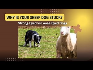 Why is your sheepdog stuck? Strong eyed vs loose eyed dogs