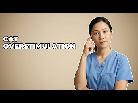 How To Understand Cat Petting Overstimulation?