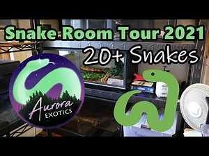 Reptile Room Tour 2021 - Meet My Snakes!