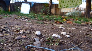 time lipse f | Funghi Porcini