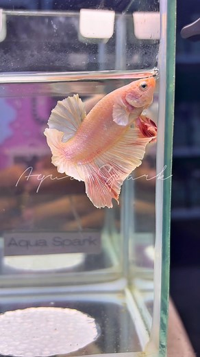 5.3K views · 70 reactions | PK Dumbo Rosetail Pink 勺勺勺 | Aqua Spark | Facebook