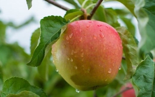 Add Flavor to Dishes: 5 Best Braeburn Apple Substitutes 2026