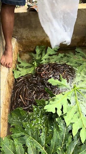 Karantina belut #budidayabelut #fishing #carabudidayabelut