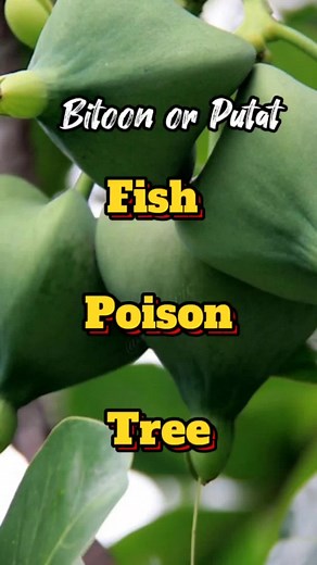 Mga Benepisyo ng Bitoon o Putat, Ang Fish Poison Tree