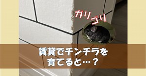 チンチラの賃貸飼育はバレる！ペット不可マンションの部屋んぽ・壁対策 ｜ チンチラこたろう