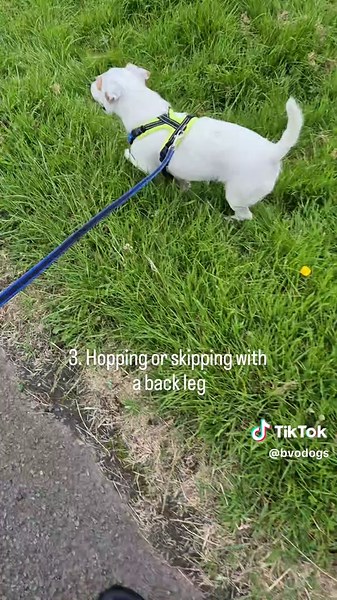 Identifying Pain Signs in Dogs for Better Behavior