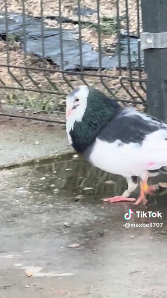 #azarbaycan🇦🇿🇹🇷türkiye #india #pakistan #pigeon #birds #dubai🇦🇪 #highflyer #viralvideo #