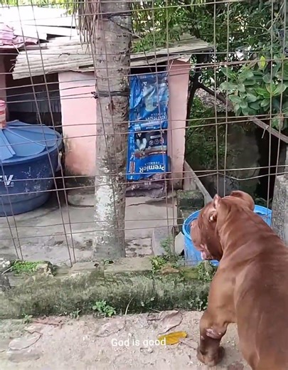 Beautiful Dog #lekthebestkennel
