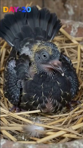baby pigeon 1 to 35 days growth stages 🐣🦜