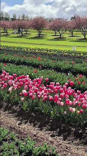 🌷✨ Welcome to the Tesselaar Tulip Festival! ✨🌷